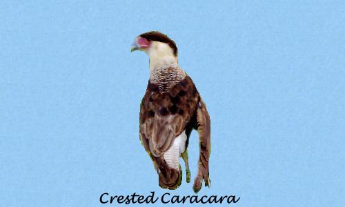 Crested Caracara